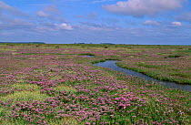 Sea laver {Limonium sp} on salt marsh North Norfolk coast UK