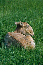 Saiga antelope female resting {Saiga tatarica} captive