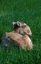 Saiga antelope female {Saiga tatarica} captive Czech republic