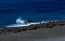 Killer whales {Orcinus orca} hunting sealions {Otaria flavescens} Valdez Argentina