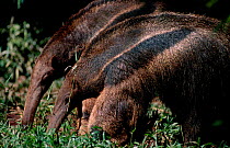 Giant anteater searching for ants termites {Myrmecophaga tridactyla} Brazil