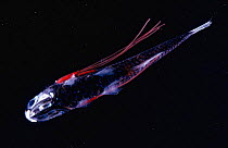 Ventral view of deep sea Lanternfish {Diaphus sp} with parasitic copepods. Atlantic