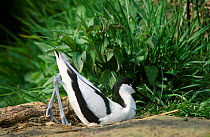 Avocet scraping nest {Recurvirostra avosetta} Norfolk UK Captive.
