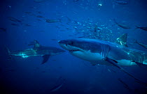 Great white shark underwater {Carcharodon carcharias} South Australia