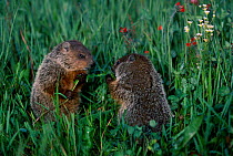 Woodchuck family in grass {Marmota monax} Minnesota USA