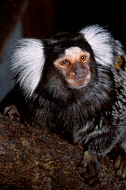 Common marmoset face portrait C {Callithrix jacchus}occurs Brazil