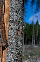 Common treecreeper on trunk {Certhia familiaris} Sweden