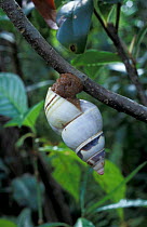 Florida tree snail {Liguus fasciatus} Florida Everglades, USA
