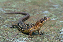 Viviparous lizard {Lacerta vivipara} Peak District NP, UK Derbyshire