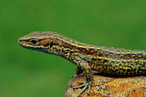 Viviparous lizard male {Lacerta vivipara} Wiltshire, UK