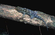 Fish tailed gecko {Geckolepis typica} Ankarana SR, Madagascar
