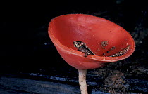 Palm Salamander {Bolitoglossa sp} Belize, Central America
