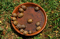 Hermanns tortoise babies in water {Testudo hermanni} captive Tortoise breeding station Italy