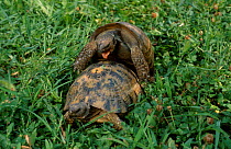 Hermanns tortoise mating {Testudo hermanni} captive Tortoise breeding station Italy