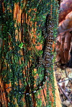 Gecko on mossy log {Gonydactylus sp} Lanjak-Entimau WS, Borneo