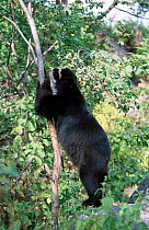 Spectacled bear climbing tree {Tremarctos ornatus} Peru South America captive