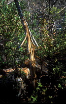 Tree debarked by Spectacled bear feeding {Tremarctos ornatus} Peru South America