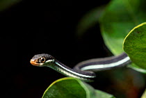 Eastern ribbon snake hunting {Thamnophis sauritus} Florida USA
