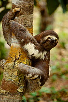 Pale throated sloth {Bradypus tridactylus} Manaus Brazil