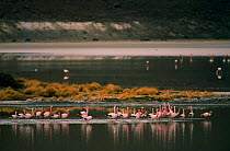 Andean flamingoes {Phoenicoparrus andinus} Laguna Hedionda SW Bolivia S America