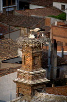White stork nesting on chimney {Ciconia ciconia} Spain