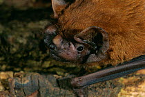 Noctule bat {Nyctalus noctula} England, UK, captive