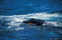 Grey whale calf injured in attack by Killer whales Monterey, CA, USA