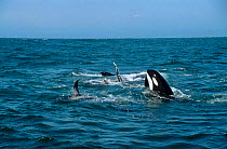 Killer whale {Orcinus orca} attacks Grey whale calf {Eschrichtius robustus} CA USA