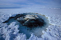 Beluga whales {Delphinapterus leucas} caught at ice hole Canadian high arctic.