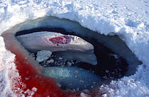 Beluga whale trapped at ice hole and injured by Polar bear, Canadian High Arctic