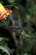 Sword billed hummingbird {Ensifera ensifera} feeds at Datura flower, Andes, Ecuador