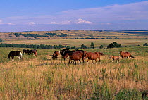 American wild horses / Mustangs {Equus caballus} on North Dakota Badlands USA 1999