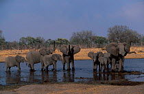 Attentive female African elephants with young {Loxodonta africana} Moremi WR Botswana