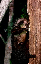 Aye aye probing tree for grubs {Daubentonia madagascariensis} Found Madagascar captive study