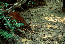 Red brocket deer eating clay {Mazama americana} Madre de Dios Peru
