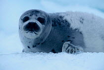 Moulting Harp seal pup {Phoca groenlandicus} in ragged jacket Gulf of St Lawrence Canada