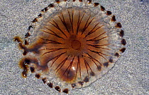 Compass jellyfish stranded on beach {Chrysaora hyoscella} Kerry,  Republic of Ireland