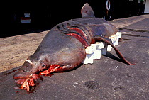 Dead Basking shark caught off UK coast {Cetorhinus maximus}