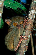 Philippine tarsier {Tarsius syrichta} captive Philippines Corella tarsier breeding centre