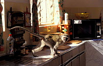 Juvenile Vervet monkey raids kitchen {Cercopithecus aethiops} Durban South Africa