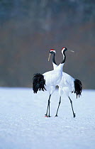 Japanese crane courtship display {Grus japonensis} Hokkaido Japan Feb/March