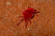 Red spider mite on sand {Dinothrombium tinctorium} Kalahari Gemsbok NP S Africa