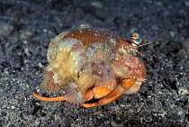 Anemone Hermit crab {Dardanus pedunculatus} carrying anemone, Sulawesi