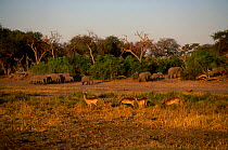 Herds of Lechwe Elephants Khwai river flood plain Moremi WR Botswana