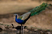 Common peafowl drinking at pool {Pavo cristatus} Sariska National Park Rajasthan India