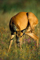 Roe deer female scratching {Capreolus capreolus} Dorset, UK