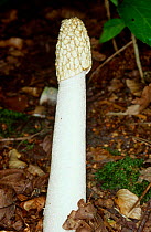 Stinkhorn fungus {Phallus impudicus} Dorset UK