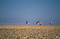 Andean flamingos {Phoenicoparras andinus} Salar de Atacama, Chile
