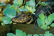 West african dwarf crocodile C {Osteolaemus tetraspis} captive, occurs W. & Central Africa