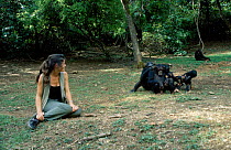 Charlotte Uhlenbroek with Chimpanzees {Pan troglodytes} Gombe NP Tanzania East Africa